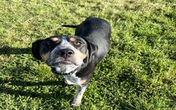 Mixed Breed dogs for adoption: Pippa - The sweetest, softest girl - Image 2