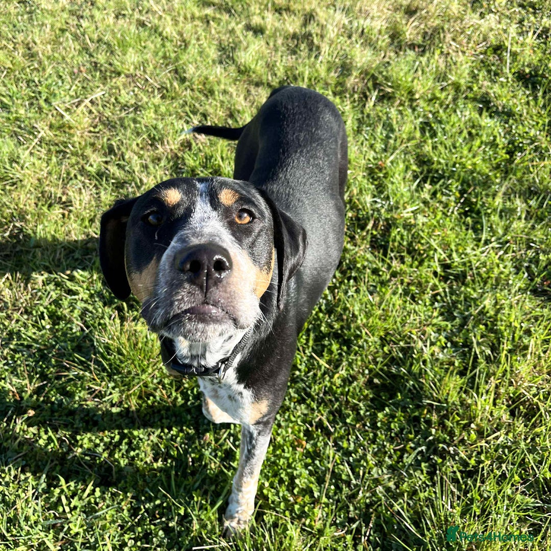 Mixed Breed dogs for adoption: Pippa - The sweetest, softest girl - Image 2