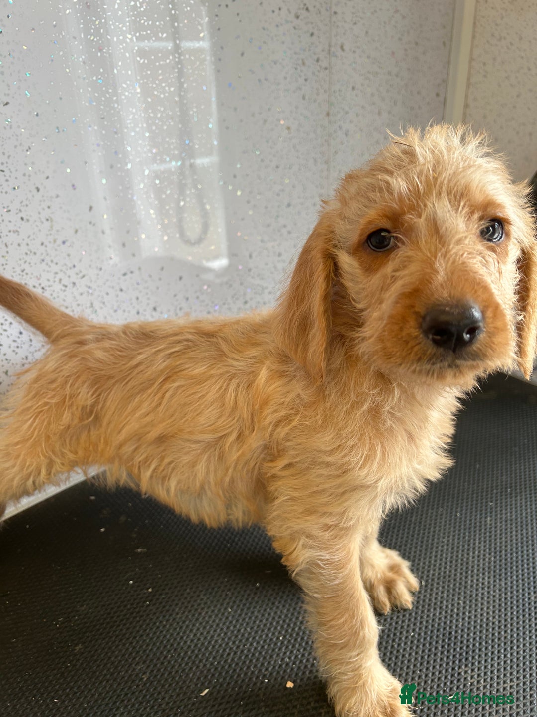 Mixed Breed dogs for sale: Stunning vizapoo puppies  - Image 9