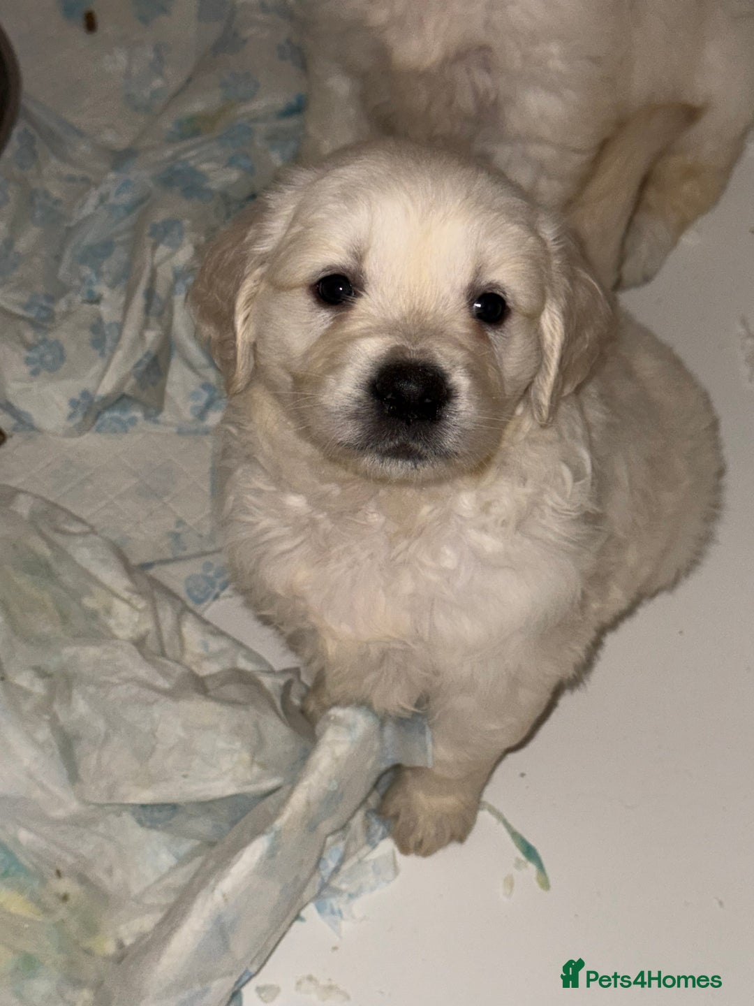 Golden Retriever dogs for sale: English Cream Golden Retriever Babies - Advert 8