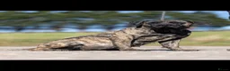 Presa Canario dogs for sale: Presa Canario pups  in Middlesbrough - Advert 4