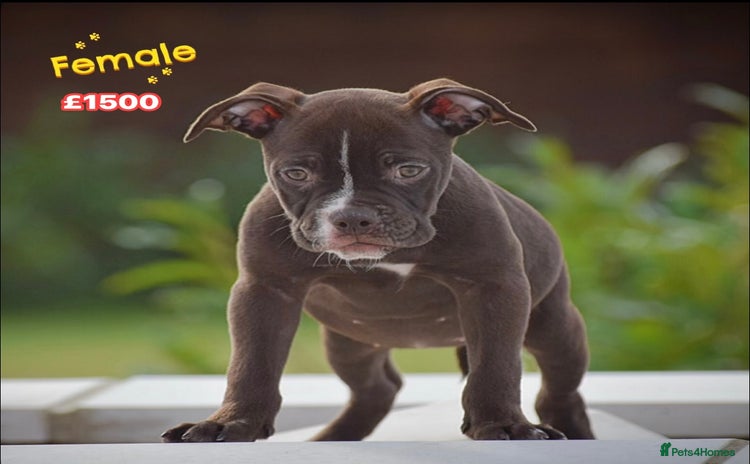 Old Tyme Bulldog dogs Why Settle for Less? 5⭐️Rated, 23 Years Experience - Advert 7