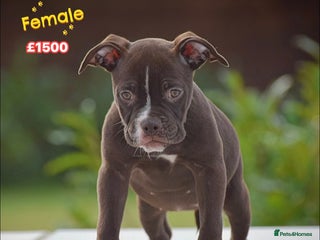 Old Tyme Bulldog dogs Why Settle for Less? 5⭐️Rated, 23 Years Experience - Advert 7