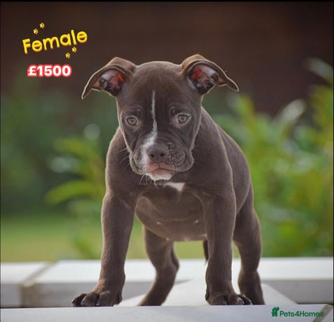 Old Tyme Bulldog dogs Why Settle for Less? 5⭐️Rated, 23 Years Experience - Advert 7