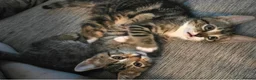 Bengal cats for sale: beautiful bengal X kittens **ready to go** - Advert 6