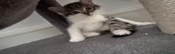 Mixed Breed cats for sale: Beautiful kittens looking for their forever homes in Plymouth - Advert 7