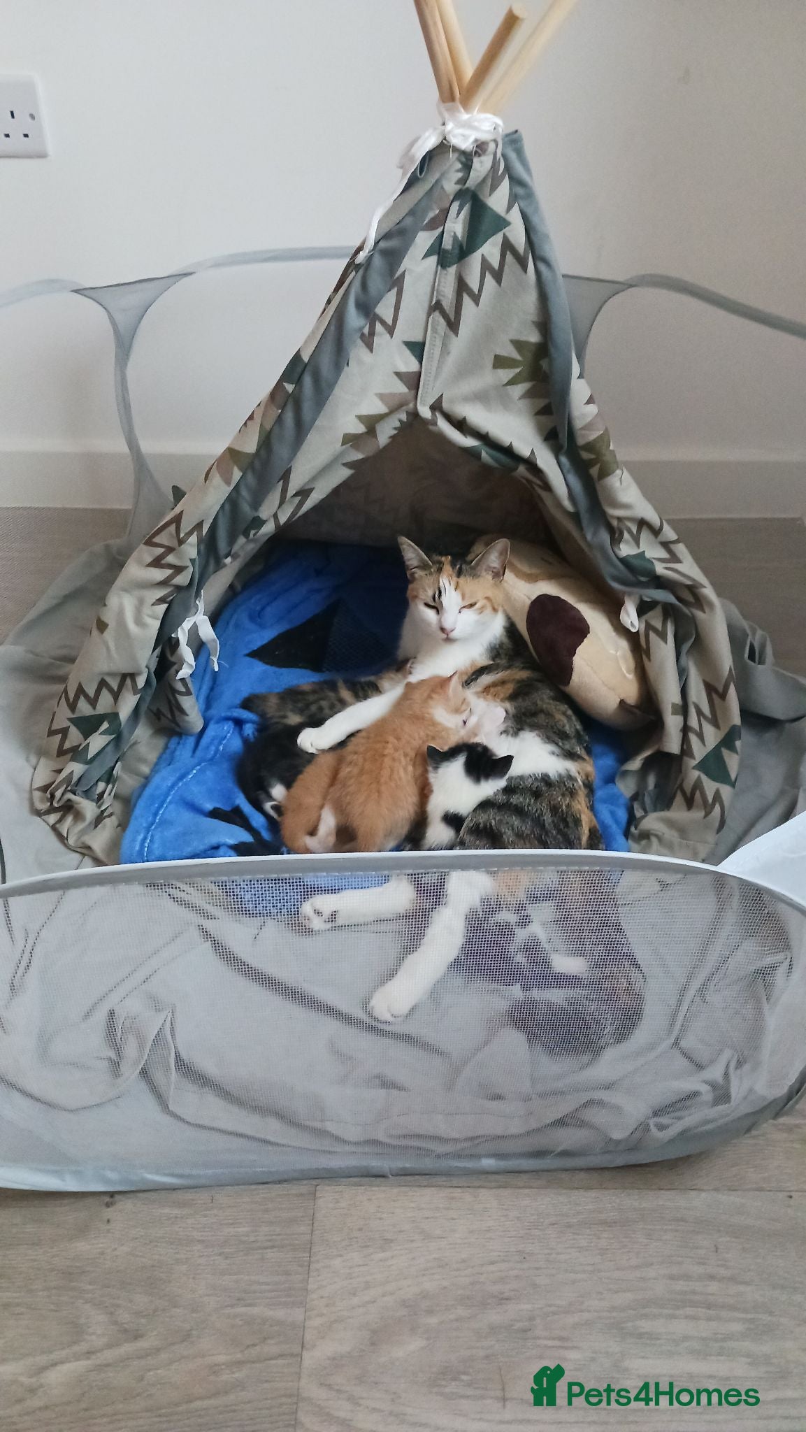 Mixed Breed cats Gorgeous kittens  - Advert 16