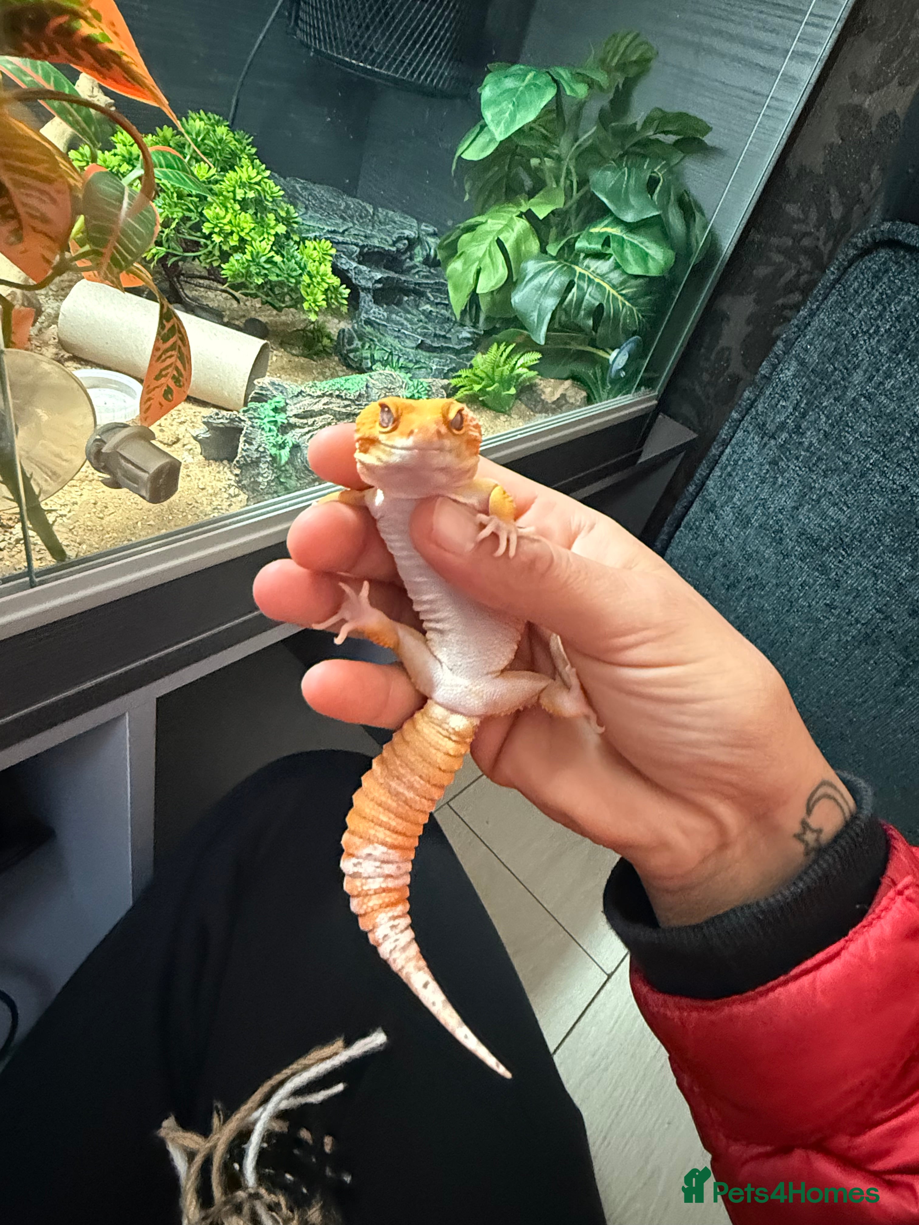 Gecko reptiles Two gekos for sale  - Advert 1
