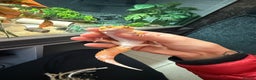 Gecko reptiles for sale: Two gekos for sale  - Advert 1
