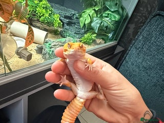 Gecko reptiles Two gekos for sale - Advert 2