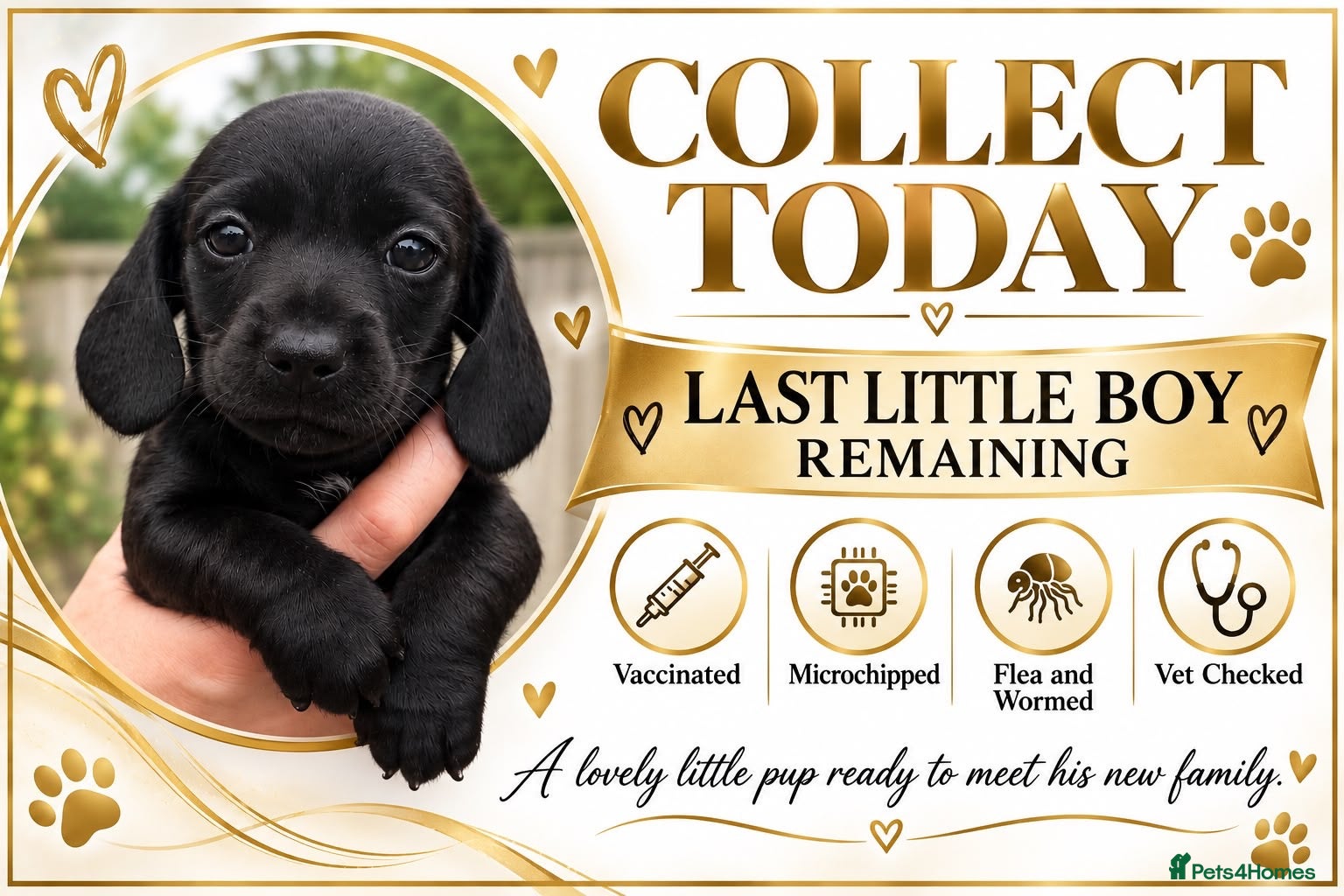 Miniature Dachshund dogs KC reg last male remaining ready to leave🖤 - Advert 19