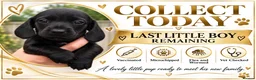 Miniature Dachshund dogs for sale: READY TO LEAVE 🥰🖤 - Advert 3