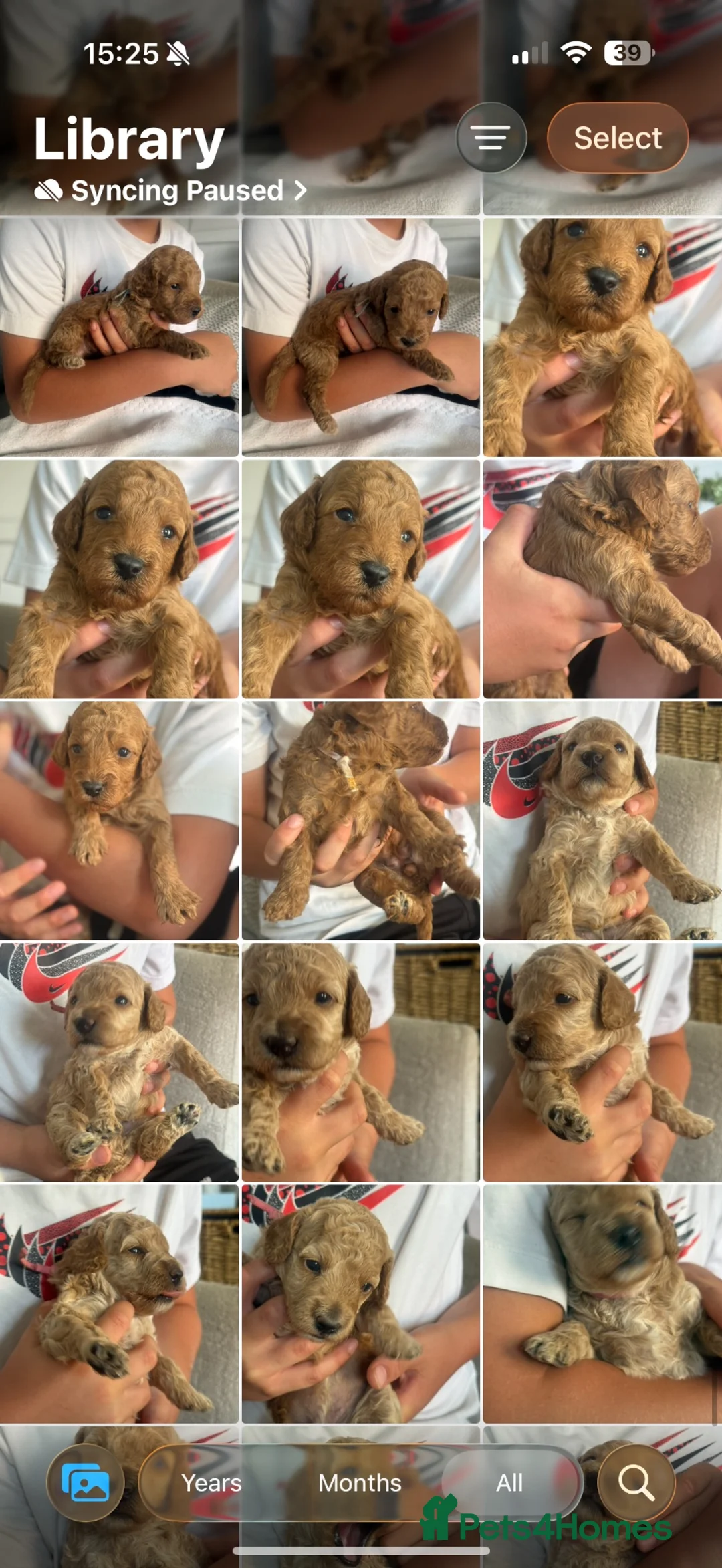Cavapoo dogs for sale: 5 Beautiful f1Bb Cavapoo puppies 2 male 3 female  - Advert 35