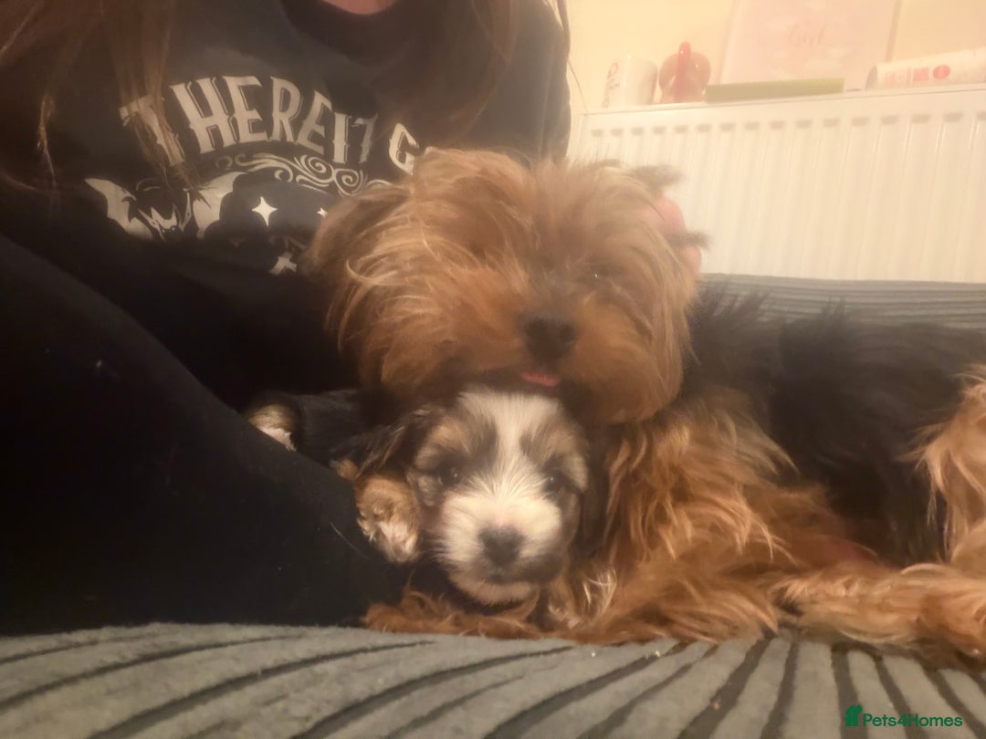 Mixed Breed dogs for sale: biewer x yorki puppies - Advert 10