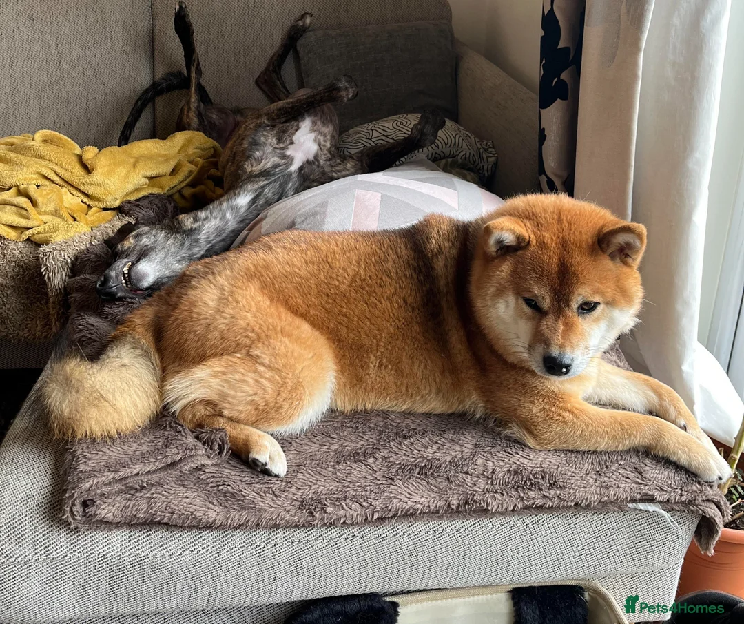 Japanese Shiba Inu dogs for sale: Shy Shiba looking for new cuddle family - Advert 2