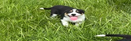 Border Collie dogs for sale: Isds border collie pups  in Batley - Advert 11