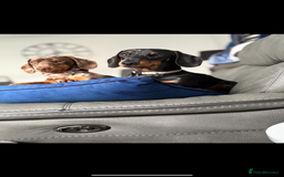 Miniature Dachshund dogs for sale: 2 miniature dachshund  - Image 1