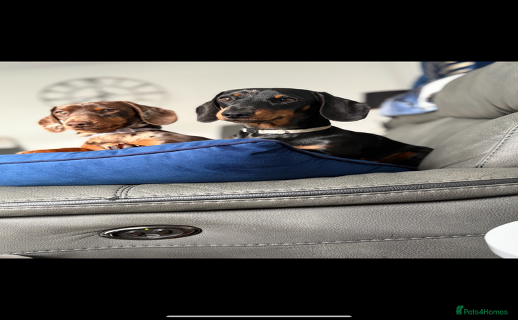 Miniature Dachshund dogs - Advert 1
