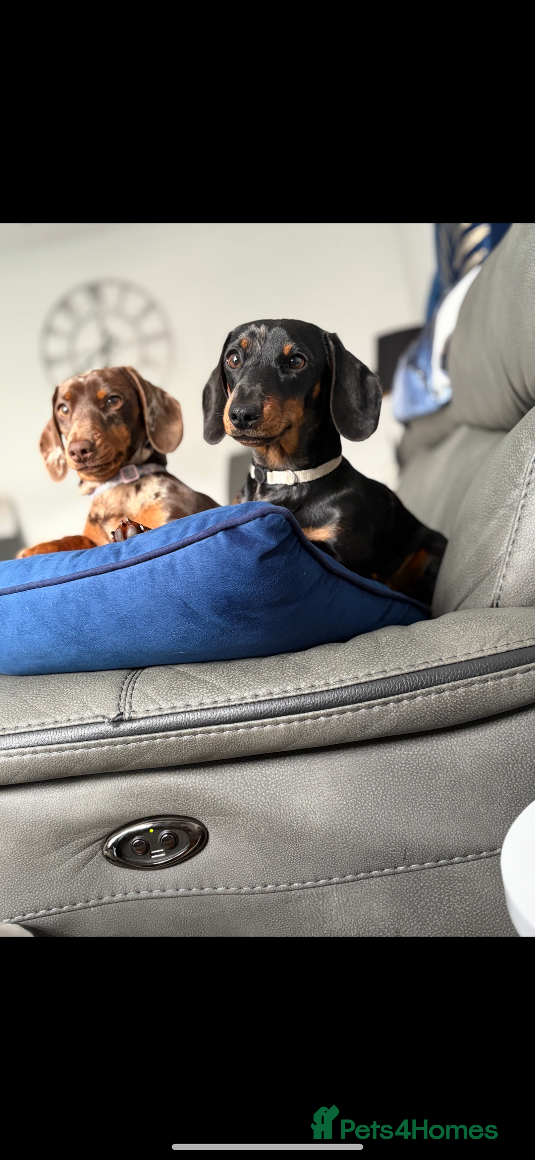 Miniature Dachshund dogs for sale: 2 miniature dachshund  - Image 1