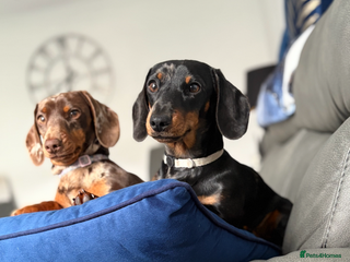 Miniature Dachshund dogs - Advert 1