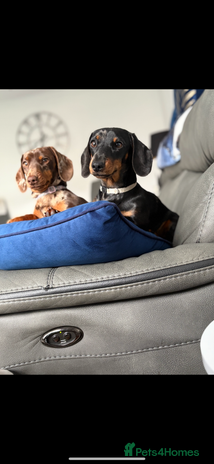 Miniature Dachshund dogs - Advert 7