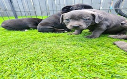 Staffordshire Bull Terrier dogs for sale: Kc reg black blue staffy puppies  - Image 3