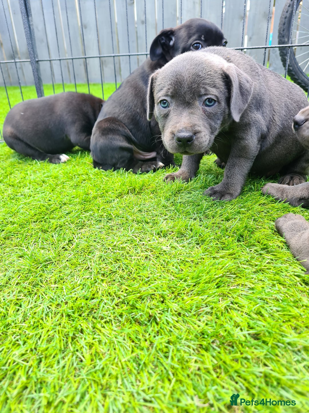 Staffordshire Bull Terrier dogs for sale: Kc reg black blue staffy puppies  - Image 3