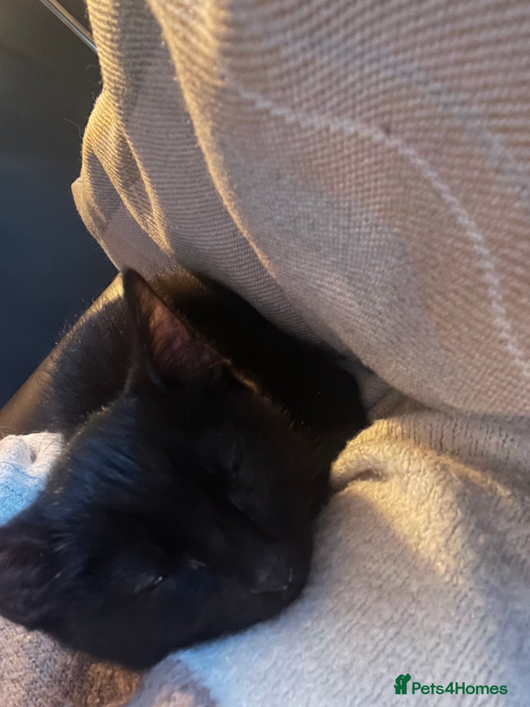 Domestic Shorthair cats for sale: 1 beautiful black kitten  - Advert 16