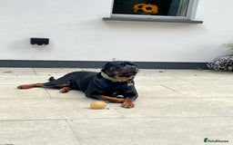 Rottweiler dogs for sale: X1 female rottweiler puppy left! 8 weeks old today in Evesham - Image 8