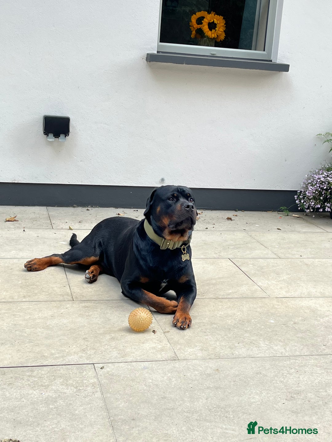 Rottweiler dogs for sale: X1 female rottweiler puppy left! 8 weeks old today in Evesham - Image 8