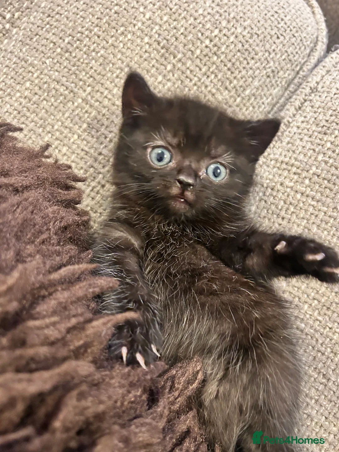 Mixed Breed cats for sale: Special Little Kitten Looking for a Loving Home - Advert 6