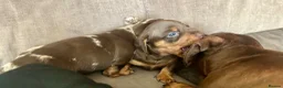 Miniature Dachshund dogs for sale: Miniature Dachshund. X1 Choc and tan available  - Advert 13