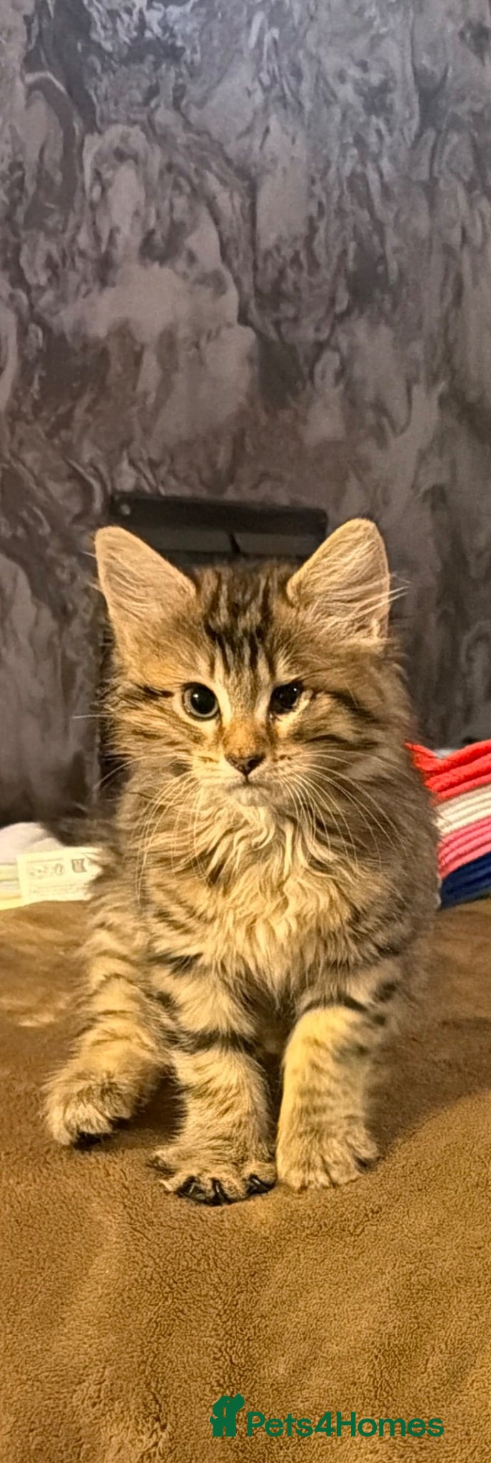 Mixed Breed cats 2 beautiful girl kittens Ready Now !!! - Advert 1