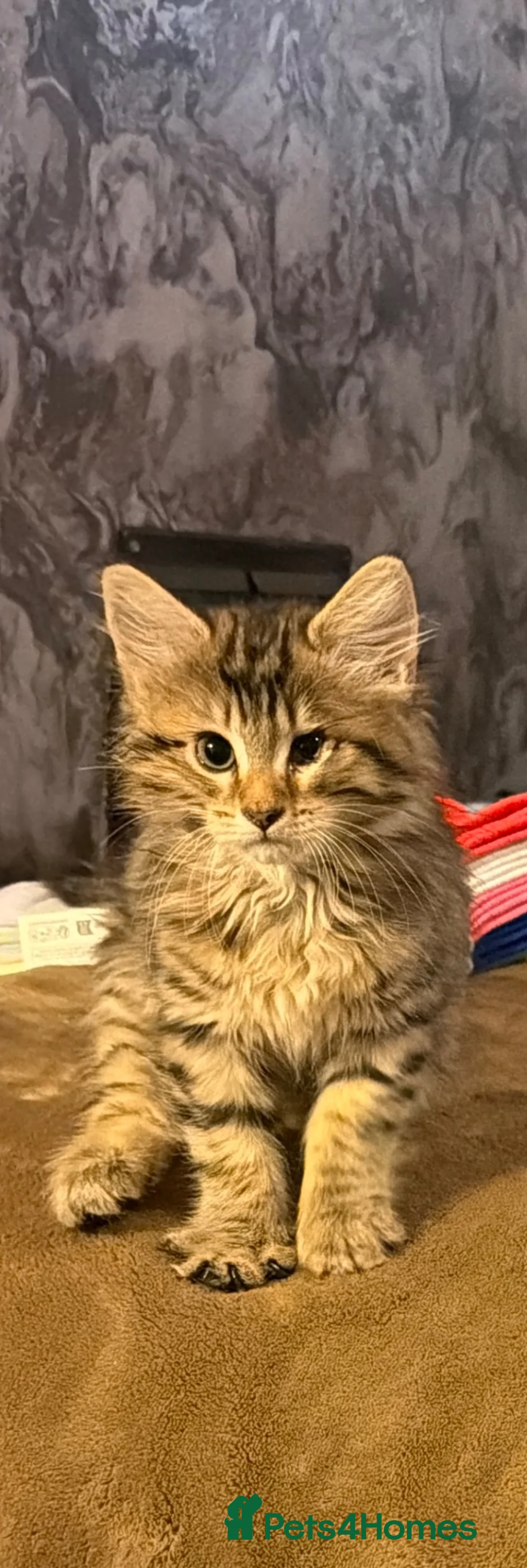 Mixed Breed cats for sale: 2 beautiful girl kittens Ready Now !!! - Advert 1