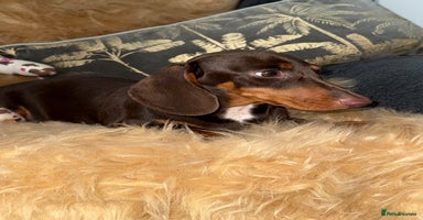 Miniature Dachshund dogs - Advert 1