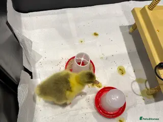 Geese poultry Baby goose for sale one left!! - Advert 4