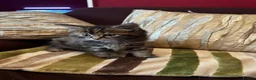 Mixed Breed cats for sale: Stunning kittens ready now - Advert 9