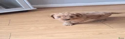Cockapoo dogs for sale: Cockapoos F2 (deep red/faun) - Advert 14