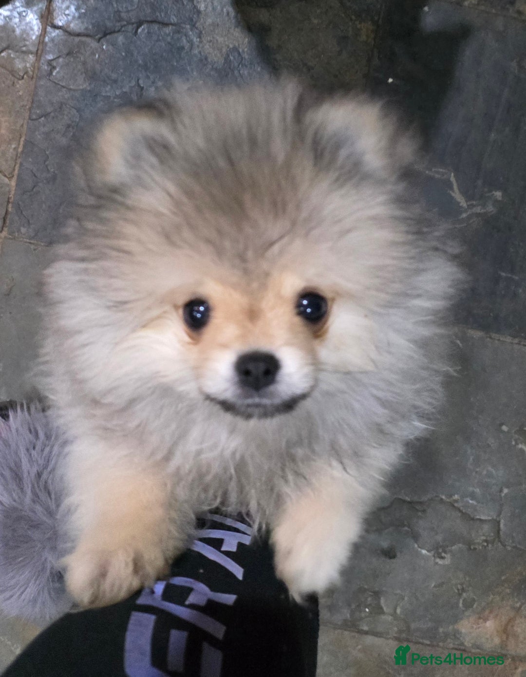 Pomeranian dogs for sale: 2 quality Kc registered Pomeranian boys - Advert 5