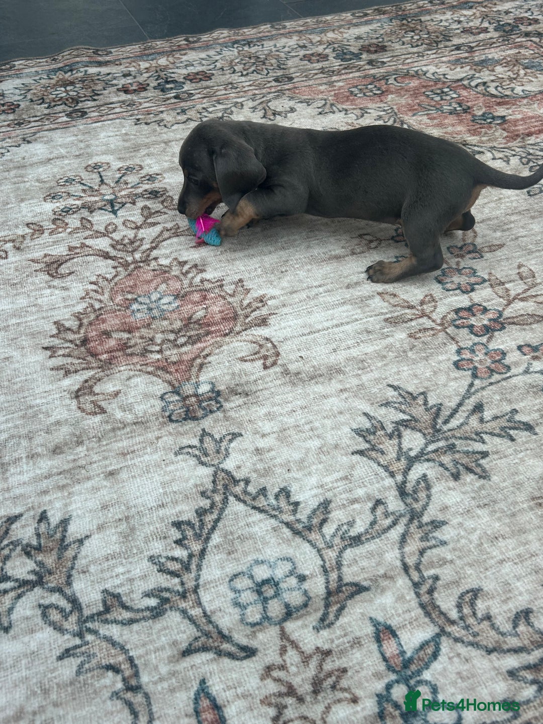 Miniature Dachshund dogs for sale: Miniature dachshund puppy’s  - Advert 17