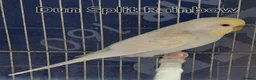 Budgerigars birds for sale: Rare Budgies - Advert 12