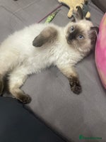 Ragdoll cats - Advert 2