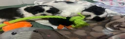 Shih Tzu dogs for sale: Imperial Shih Tzu - Advert 5