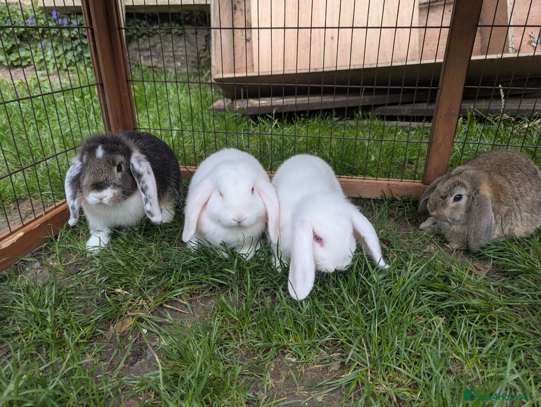 Mini Lop rabbits for sale: Baby Mini Lops - Image 3
