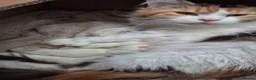 Maine Coon cats for sale: Tica Registered Kittens - Advert 3
