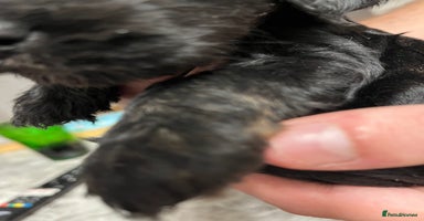 Cockapoo dogs - Advert 5