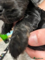 Cockapoo dogs - Advert 12