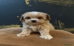 Maltipoo dogs for sale: Gourgeous toy maltipoo puppies❤️ - Image 7