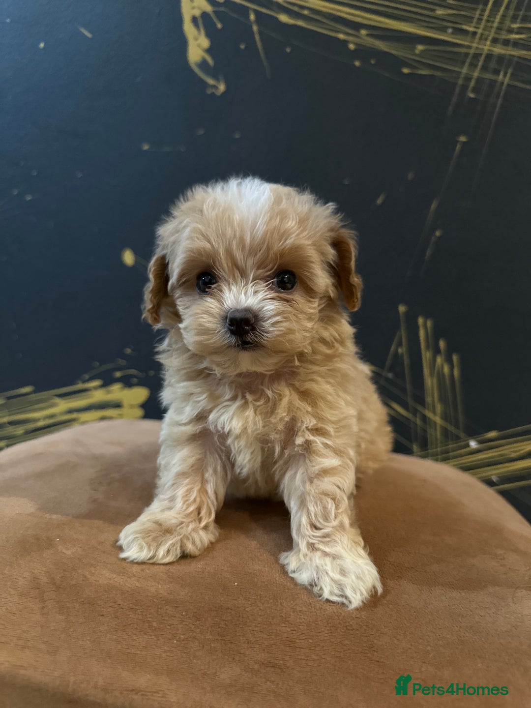Maltipoo dogs for sale: Gourgeous toy maltipoo puppies❤️ - Image 7