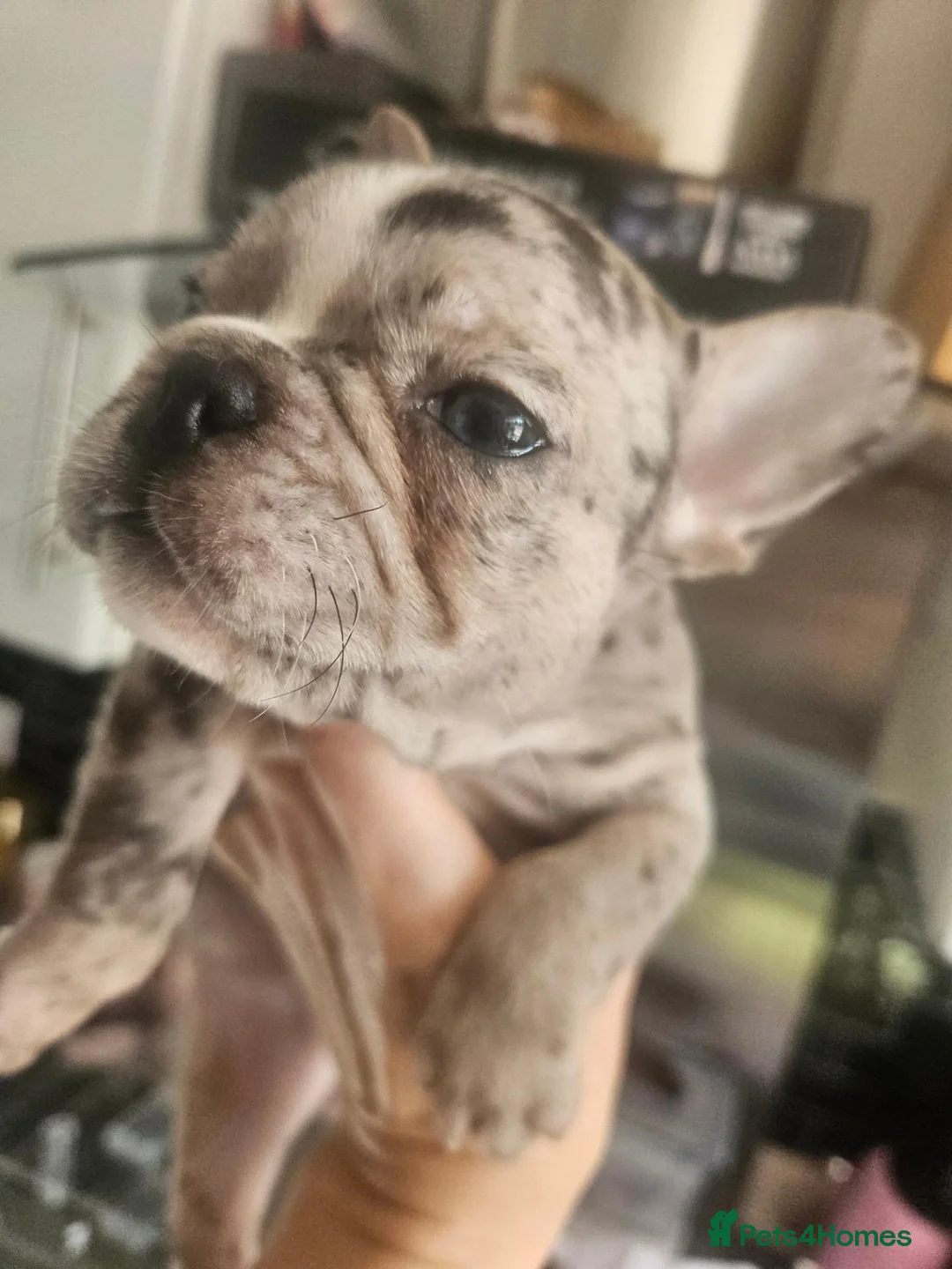 French Bulldog dogs for sale: French bulldog puppies in Liverpool - Advert 2